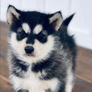 Meet your Posher, Jenni